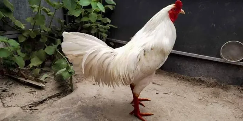 Chọn nơi mua uy tín để đảm bảo chất lượng gà giống
