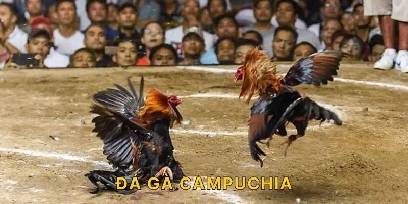 Sự hấp dẫn của đá gà campuchia