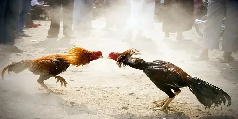 Hình thức đá gà capuchia phổ biến