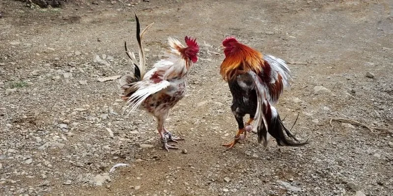 Tìm hiểu về đá gà cựa dao