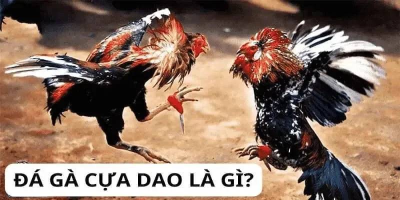 Tổng hợp chiến kê tham gia thi đấu