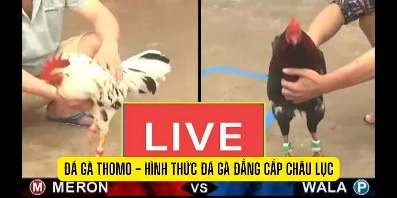 Đá gà thomo là gì?