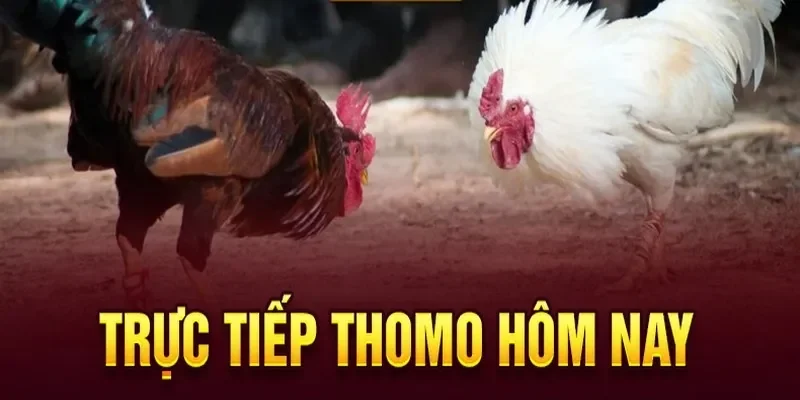 Cược đá gà Thomo được đông đảo người chơi yêu thích