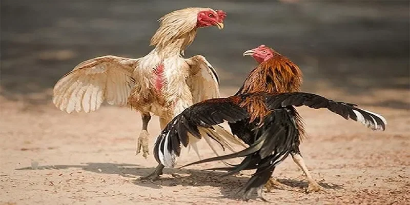 Đá Gà Thomo - Nghệ Thuật Chiến Đấu Đỉnh Cao Và Bí Quyết Thắng Cuộc