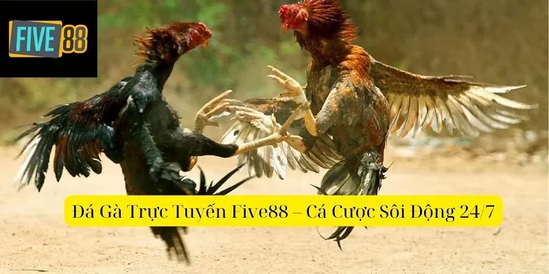 Đá gà trực tiếp FIVE88 là thế nào?
