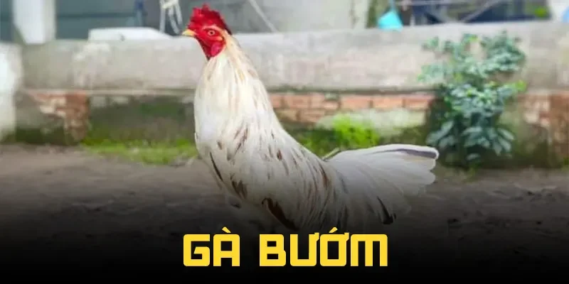 Gà Bướm – Giống Gà Cảnh Độc Lạ Khiến Giới Chơi Gà Say Mê